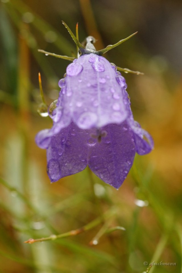 20090803_114_raw